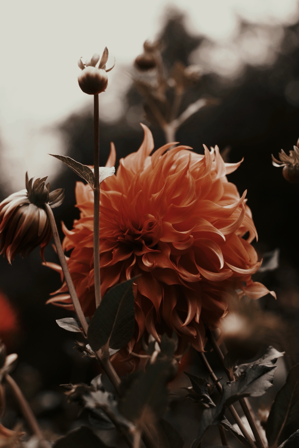 Close-up of an orange flower
