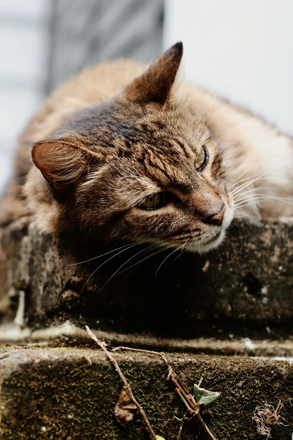 Tabby cat resting outdoors